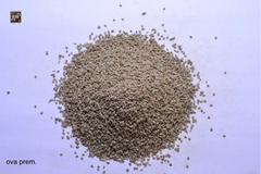 Ajwain Premium
