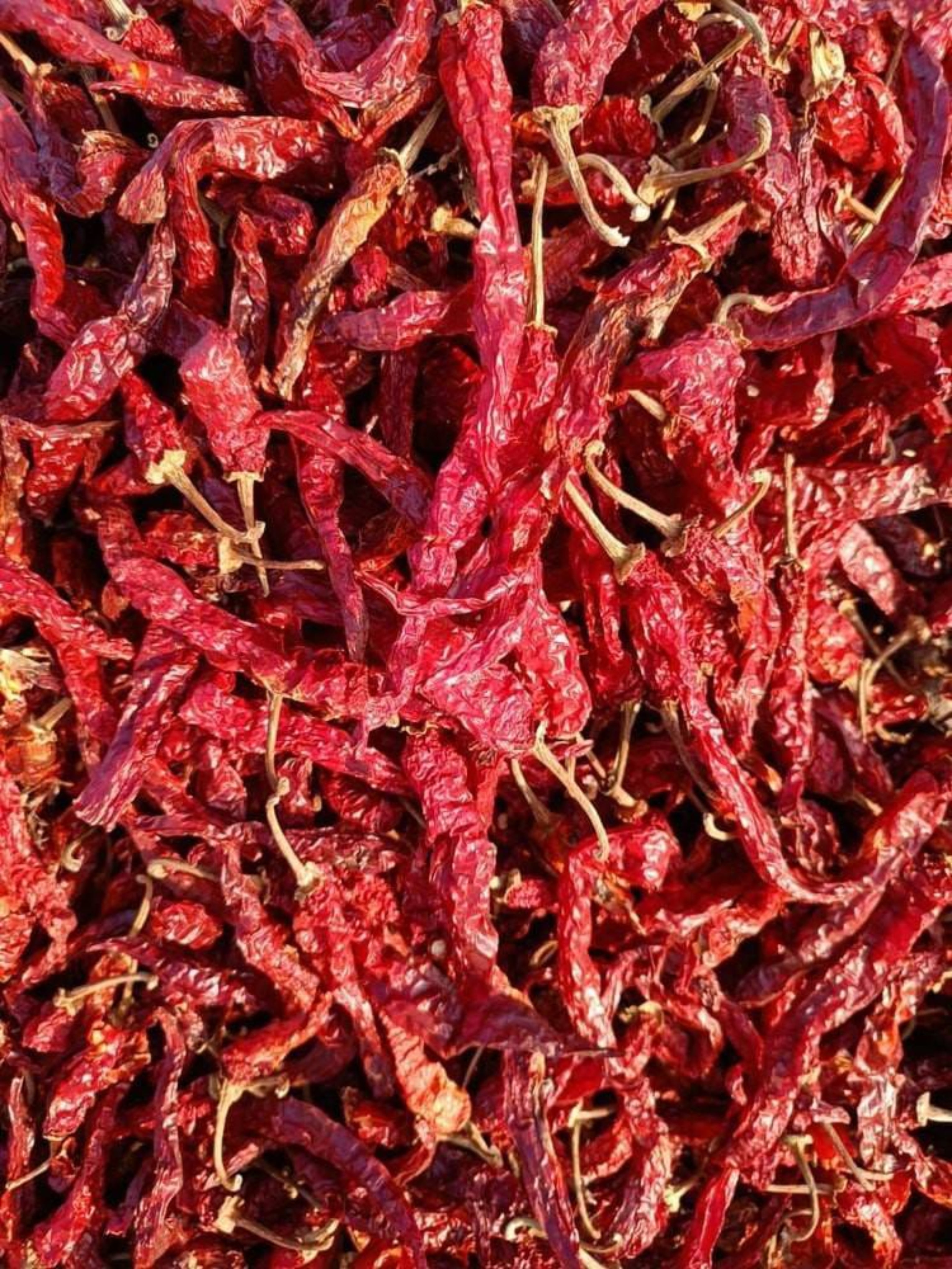 Shankeshwari Mirch N